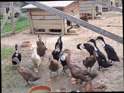 Bild 4:Laufenten, Moschusenten, Landenten, Orpington Enten