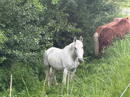 Bild 2:Pflegebeteiligung