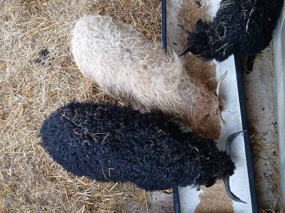 Bild 2:Zackelschafe Lämmer