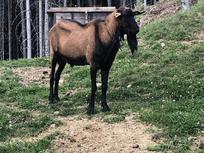 Bild 3:Gamsfärbiger Ziegenbock Pinzgauer