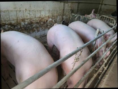 Mastschweine
