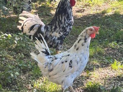 Bild 5:Exchequer-Leghorn Bruteier