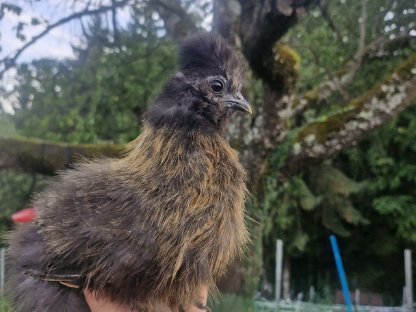 Bild 3:Zwergseidenhühner