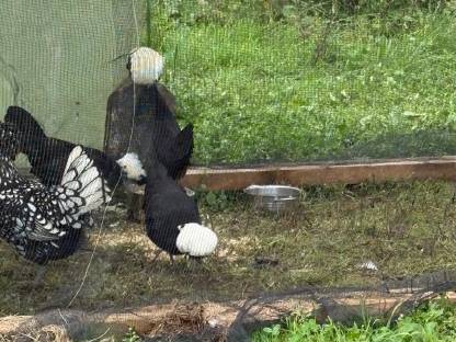 Bild 2:Bruteier Holländische Haubenhühner