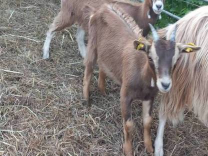 Bild 2:Pinzgauer Toggenburger