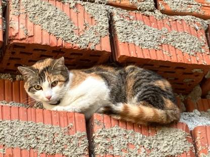 Bild 2:Kätzchen - Babykatzen - Langhaar - Halblanghaar - Kurzhaar