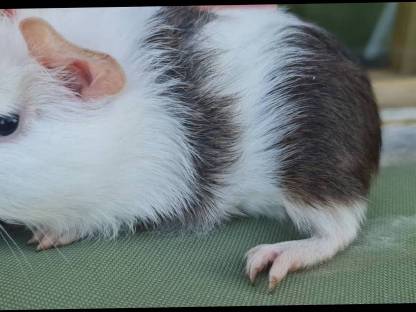 Bild 2:Meerschweinchen