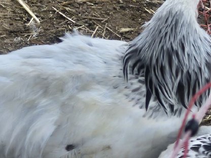 Bild 4:Sundheimer Junghähne zu verkaufen