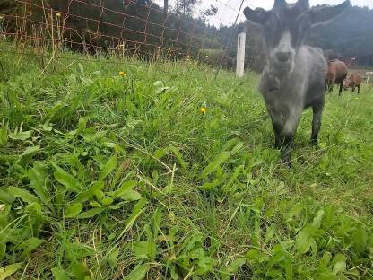 Bild 3:Kastrierter Blobe Ziegenbock