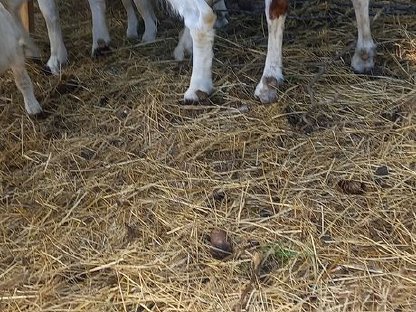 Bild 6:Wer will ein süßes Burenböcklein