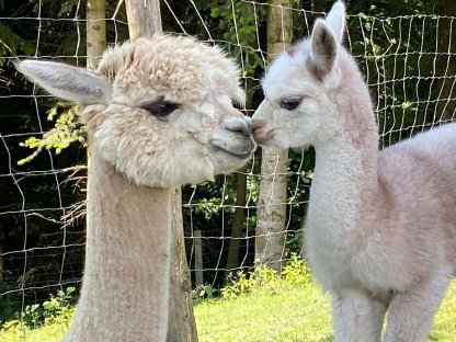 Bild 2:Alpaka Verkauf, Alpakas im Paket