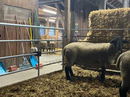 Bild 4:Suffolkböcke