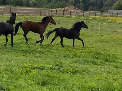 Bild 7:Trakehner aus unserem Gestüt suchen ein neues Zuhause