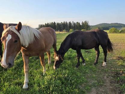 Bild 7:2 Noriker Hengst Jährlinge