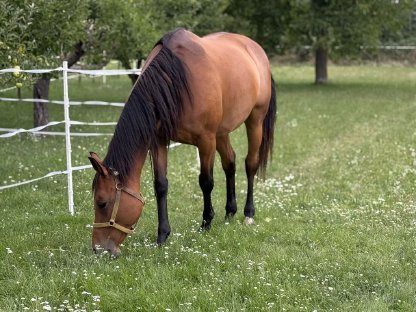 9j Warmblut Stute Freizeitpferd
