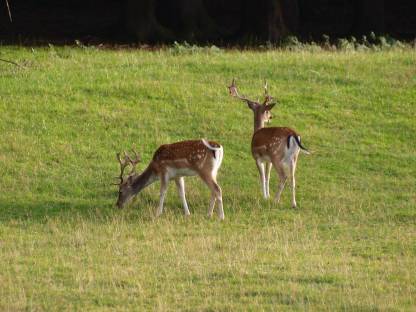 Damwild Damhirsch