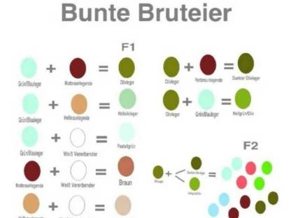Bild 2:Bruteier Buntleger, Grünleger, Blauleger, Mooshühner, Maran