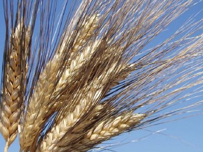 Saatgut Hartweizen Winterdurum zu verkaufen