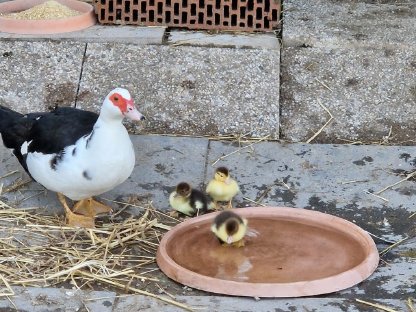 Bild 2:Warzenenten / Moschusenten aus 6/2025