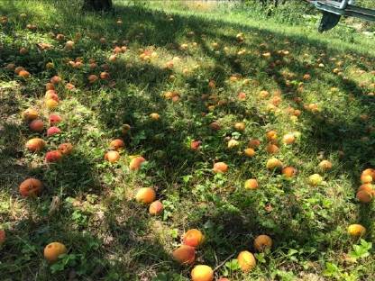 Bild 4:Marillenbrand