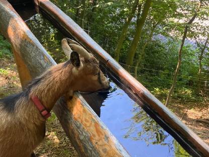 Bild 2:Zwergziegen zu verkaufen