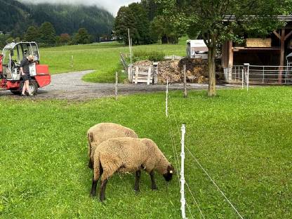 Bild 3:Jura Widder Bio