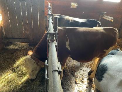 Reinrassiger FV Gen. Hornlos Bio Stier