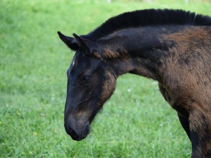 Bild 7:Walzerklang Nero Noriker Rapphengstfohlen zu verkaufen