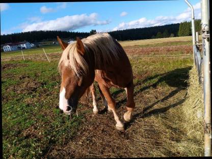 Bild 2:4-jährige Noriker Fuchs-Stute