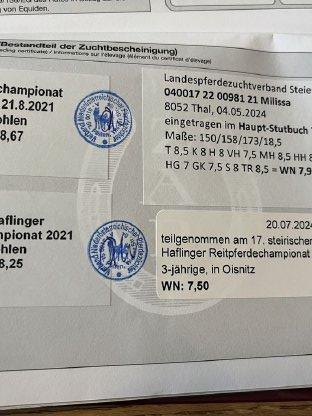 Bild 7:Trächtige, leistungsgeprüfte Haflingerstute zu verkaufen