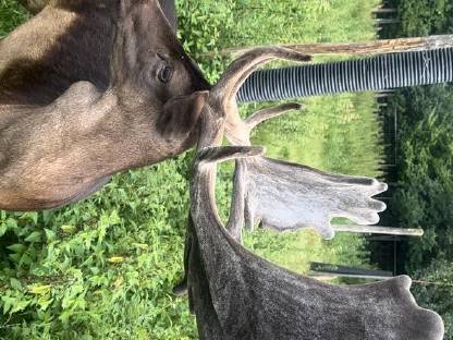 Bild 9:Hochkapitales Damwild