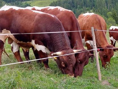 Bild 6:Original Pinzgauer Zuchtstier