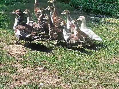 Bild 3:Junge Puten, Enten, Hasen