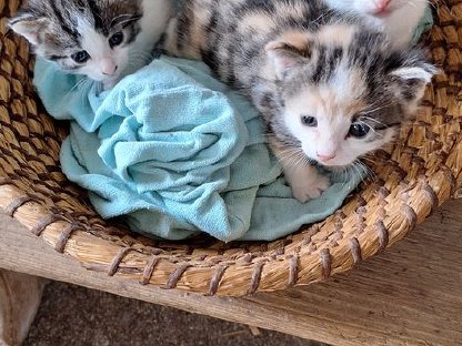 Katzenbabys EKH