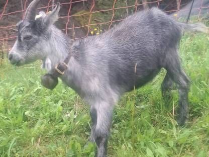 Bild 2:Kastrierter Blobe Ziegenbock