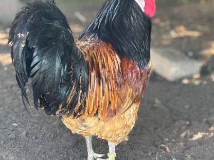 Bild 8:Vorwerk Bruteier