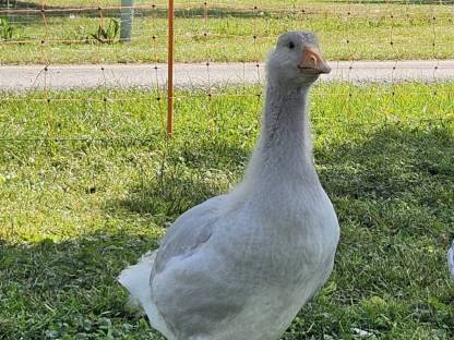 Bild 3:Fränkische Landgänse