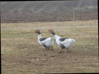 Bild 5:Warzenenten, Laufenten, Gänse