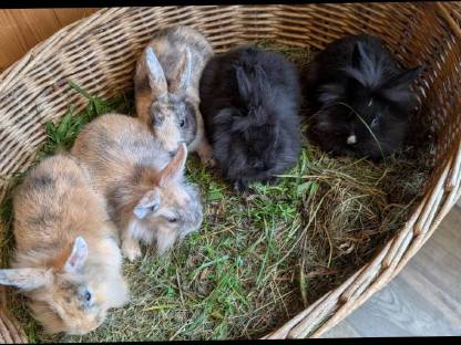 Bild 2:Zwergkaninchen in allen Farben zu verkaufen