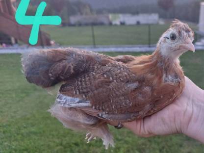 Bild 3:Zwergcochin Mix Hennen