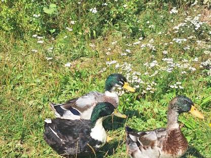 Enten