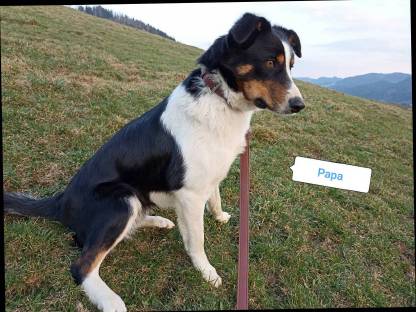 Bild 6:Welsh Corgi Pembroke × Border Collie Welpen