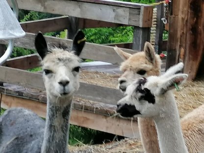 Bild 5:Alpaka Verkauf