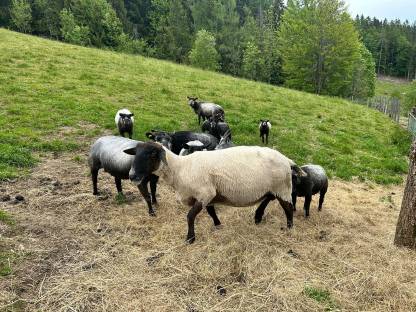 Bild 3:Schafe Kärnten - Suffolk und Blaue Texel