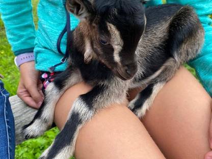 Bild 3:Mini-Zwergziege reserviert