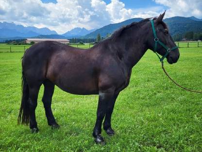 Bild 4:Noriker Rappstute