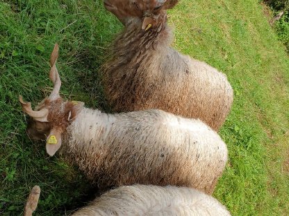 Bild 6:Zackelschaf-Bock