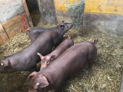 Verkaufe reinrassige Duroc Jungsauen