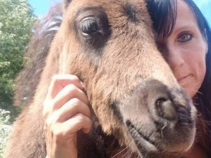 Bild 3:Minishetlandponys