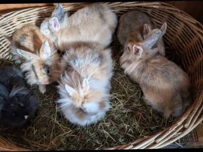 Bild 2:Löwenkopf Zwergkaninchen in allen Farben